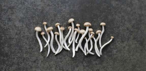 Misunderstood Vegetables: Winter