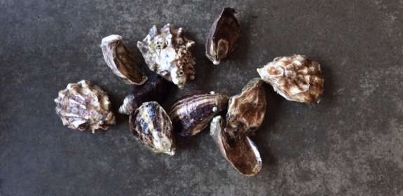 Field Trip: Oyster Harvest with Lissa James at Hama Hama Shellfish Farm