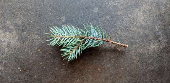 Forest Trip: Evergreen Foraging and Essential Oils Workshop