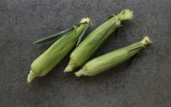 The Summer Corn Harvest